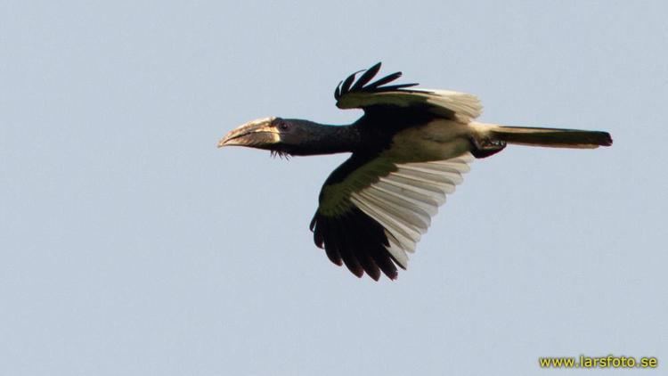 Piping hornbill Eastern Piping Hornbill Bycanistes sharpii videos photos and