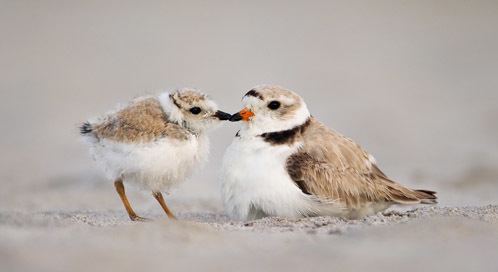 Piping plover Piping Plover Basic Facts about Piping Plovers Defenders of Wildlife
