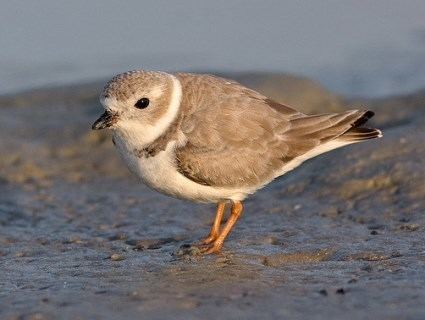 Piping plover Piping Plover Identification All About Birds Cornell Lab of