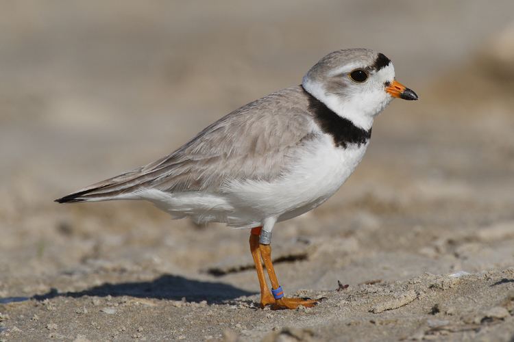 Piping plover Piping plover Wikipedia