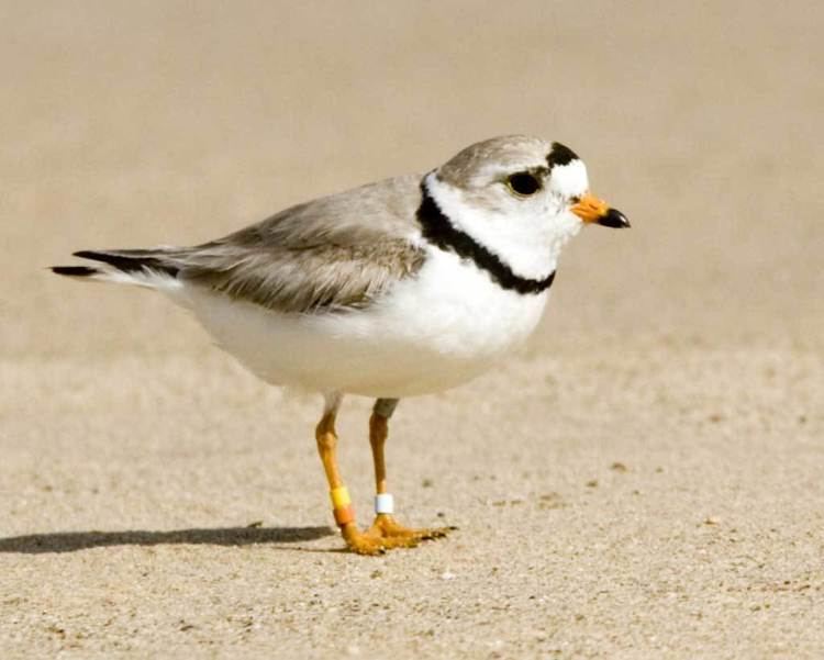 Piping plover Piping Plover Audubon Field Guide