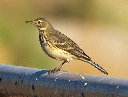 Pipit American Pipit Identification All About Birds Cornell Lab of