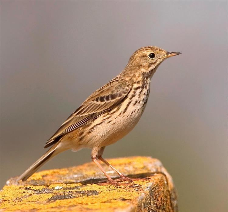 Pipit Meadow Pipit