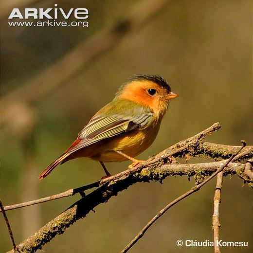 Piprites Blackcapped piprites photo Piprites pileata G106701 ARKive