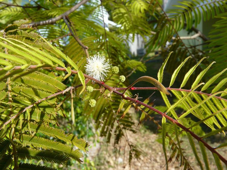 Piptadenia Anadenanthera Piptadenia peregrina yopo nectariesJPG Flickr
