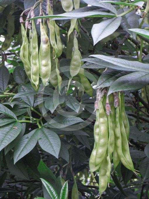 Piptanthus Piptanthus nepalensis Evergreen Laburnum Nepal Laburnum