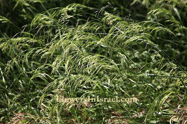 Piptatherum Piptatherum miliaceum smilo grass