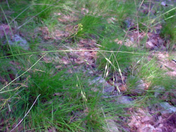 Piptochaetium Vascular Plants of the Gila Wilderness Piptochaetium fimbriatum