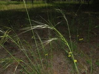 Piptochaetium Piptochaetium Speargrass Discover Life mobile