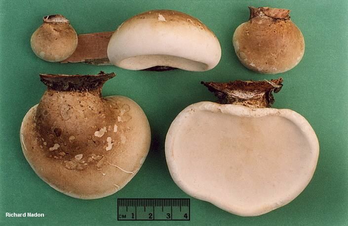 Piptoporus betulinus wwwmushroomexpertcomimagesnadonnadonpiptopor