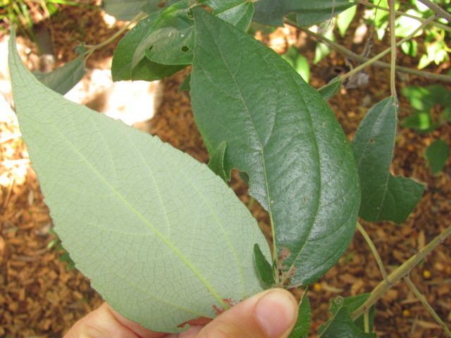 Pipturus pulchra plantae