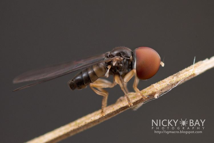 Pipunculidae BigHeaded Fly Pipunculidae DSC8453 Measured about 4m Flickr