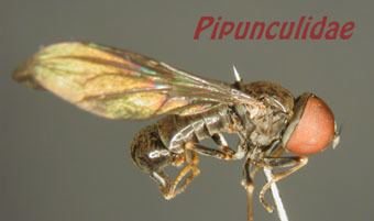 Pipunculidae Pipunculidae