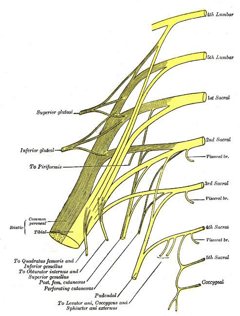 Piriformis nerve