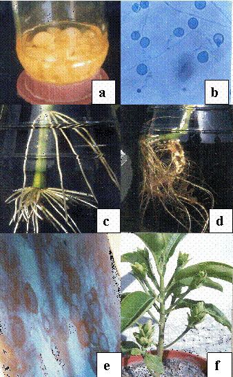 Piriformospora Figure 1 Arbuscular mycorrhizalike biotechnological potential of