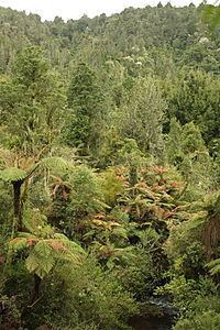 Pirongia Forest Park httpsuploadwikimediaorgwikipediacommonsthu