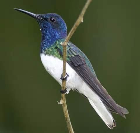 Pirre hummingbird wwwtaenoscomimgITISGoethalsiabellarufousch