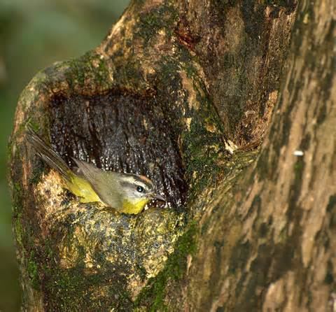 Pirre warbler More on Basileuterus trifasciatus Threebanded Warbler