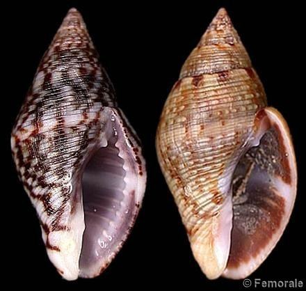 Pisania wwwgastropodscomShellImagesPRPisaniastriat