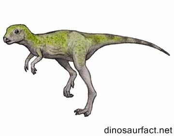 Pisanosaurus wwwdinosaurfactnetPicturesPisanosaurus4jpg