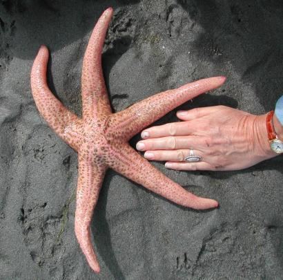 Pisaster brevispinus Pisaster brevispinus