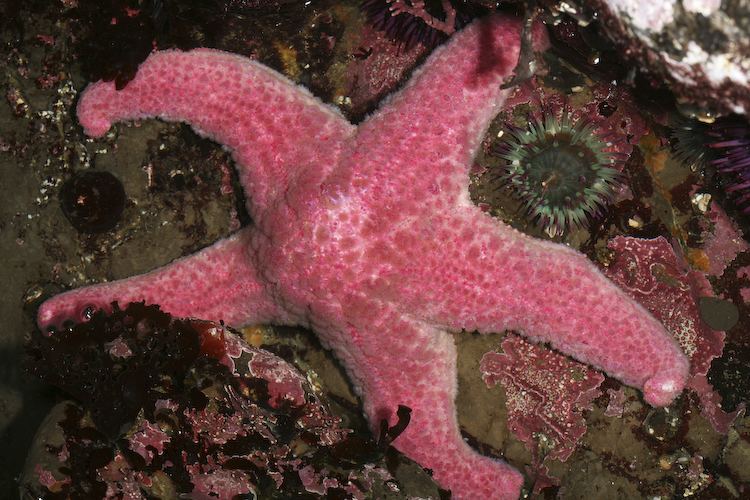 Pisaster brevispinus Pisaster brevispinus Short spined sea star Asterias brevispina