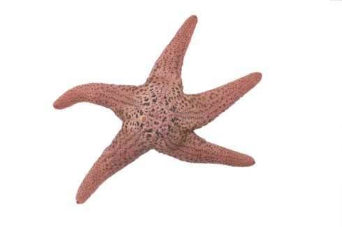 Pisaster brevispinus - Wikipedia