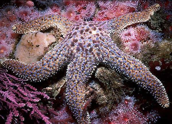 Pisaster giganteus Giant Sea Star Pisaster giganteus Fun ScubaDiver Picture Gallery