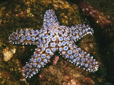 Pisaster giganteus - Wikipedia