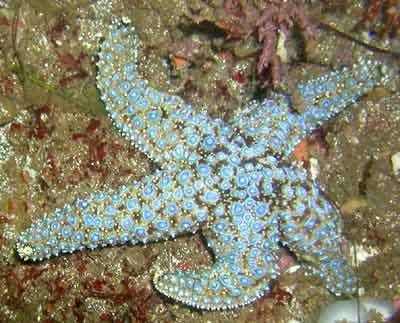 Pisaster giganteus Pisaster Pisasterhtm