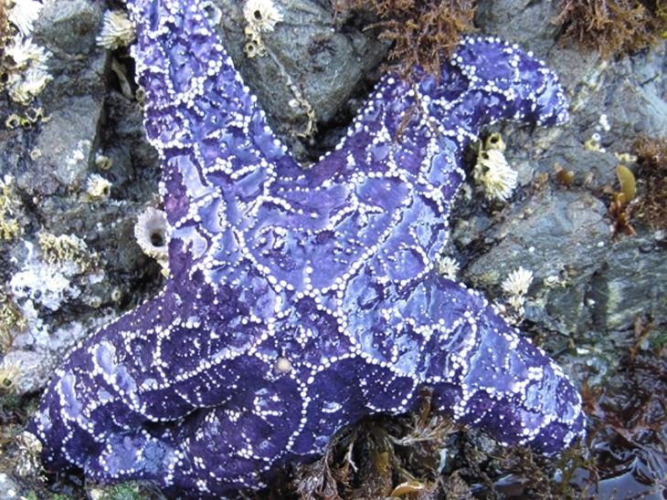 Pisaster ochraceus Pacific Rocky Intertidal Monitoring Trends and Synthesis