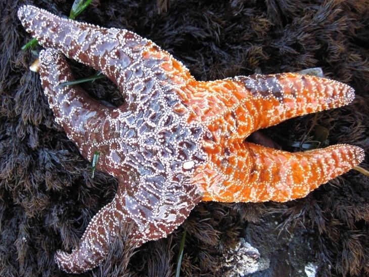 Pisaster ochraceus Pacific Rocky Intertidal Monitoring Trends and Synthesis