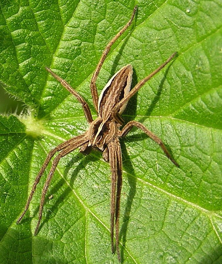 Pisaura Nursery Web Spider Pisaura mirabilis NatureSpot