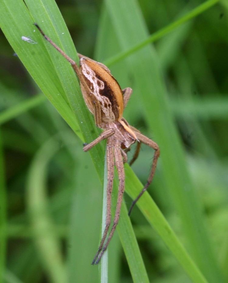 Pisaura mirabilis Nursery Web Spider Pisaura mirabilis NatureSpot