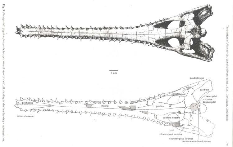 Piscogavialis 4bpblogspotcom4zNHnJnIHNATFjYZiPevQIAAAAAAA