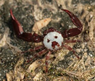 Pisidia longicornis Porcellanidae Discover Life