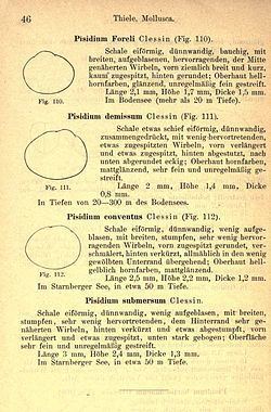 Pisidium conventus httpsuploadwikimediaorgwikipediacommonsthu