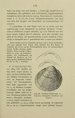 Pisidium lilljeborgii httpsuploadwikimediaorgwikipediacommonsthu