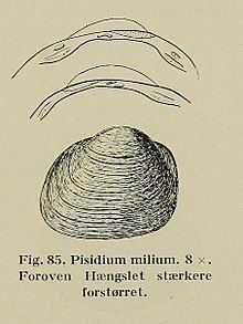 Pisidium milium httpsuploadwikimediaorgwikipediacommonsthu
