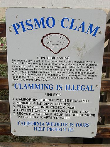 Pismo clam Pismo Clam rules for digging clams in pismo beach musiquegirl
