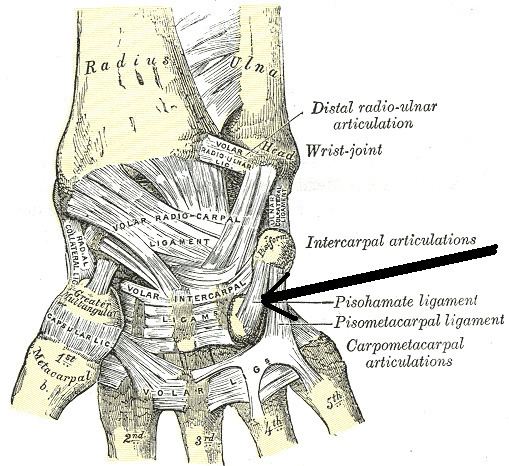 Pisohamate Ligament - Alchetron, The Free Social Encyclopedia