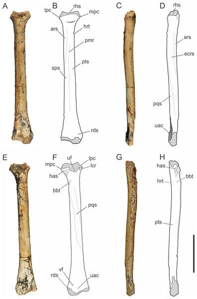 Pissarrachampsa Postcranial anatomy of Pissarrachampsa sera Crocodyliformes