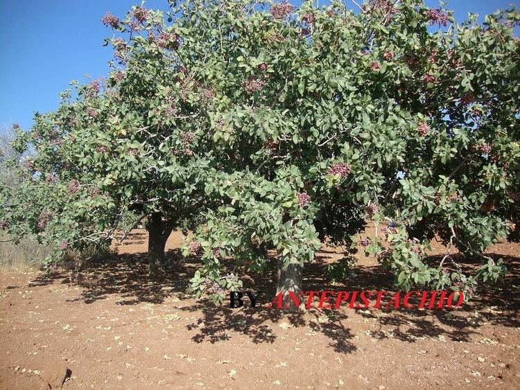 Pistacia PISTACIA VERA GENUINE Antep Turkish Pistachios Tree NATURAL EDIBLE