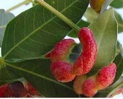 Pistacia integerrima Pistacia Integerrima Suppliers Manufacturers amp Traders in India