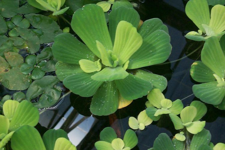 Pistia If is safe to give PISTIA STRATIOTES L water lettuce to my