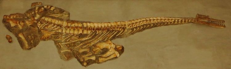 Pistosaurus FilePistosaurus longaevus TubingenJPG Wikimedia Commons