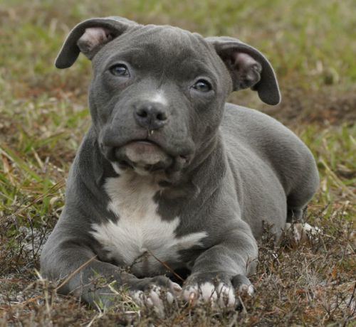 Pit bull Blue Nose PitBull 15 Interesting Facts About this Dog