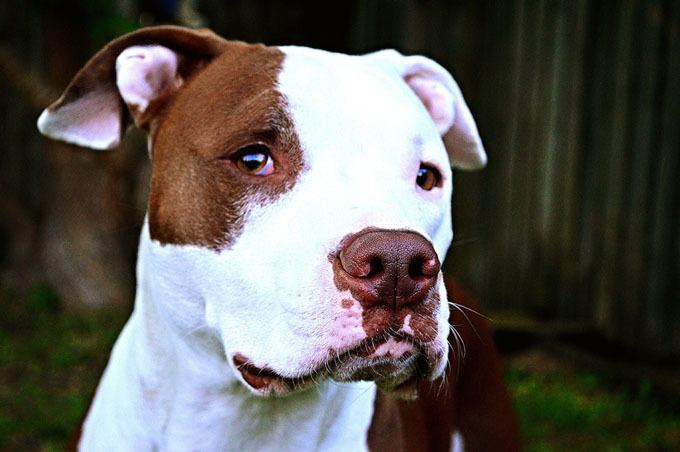 Pit bull American Pit Bull Terrier Dog Breed Information Pictures