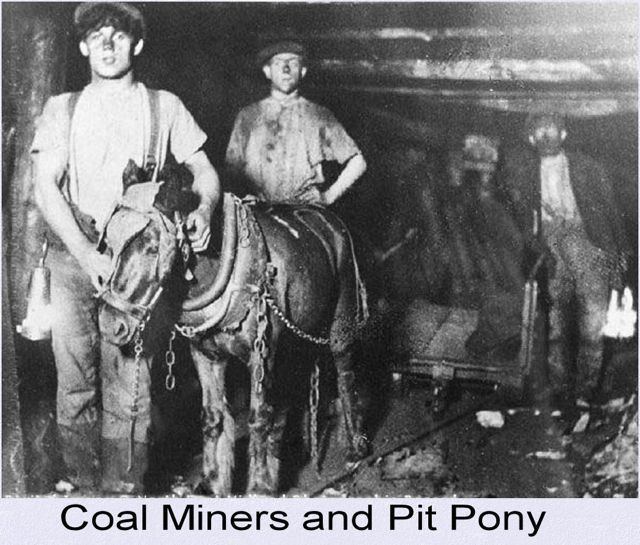 Pit pony It is Labor Day Let39s Celebrate Pit Ponies What a rotten job