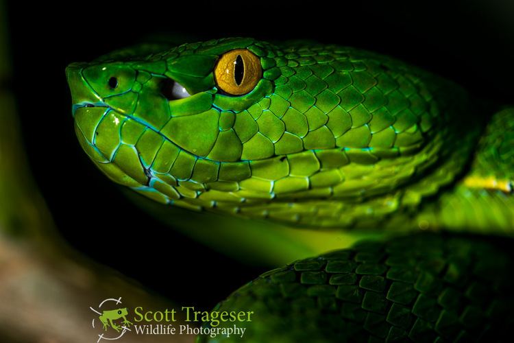 Pit viper Vogel39s Pit Viper Reptiles and Amphibians of Bangkok